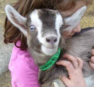 Goats: Just Kidding! Part 3 Image